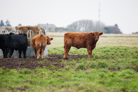 Cows grazing on cattle farmの写真素材