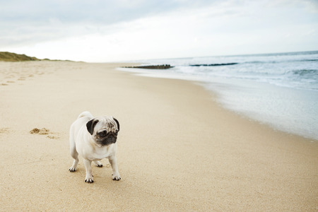  pug on beachの写真素材