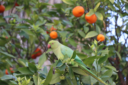green parrot on a branch of orange tree, closeup of photo