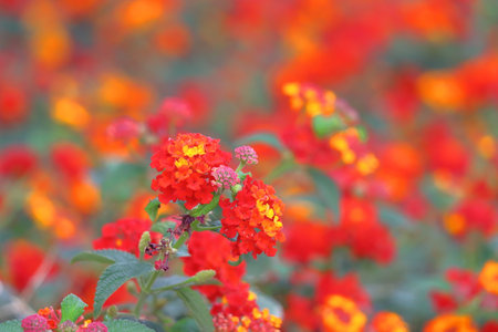 Lantana camara flowers blooming in the garden, selective focus