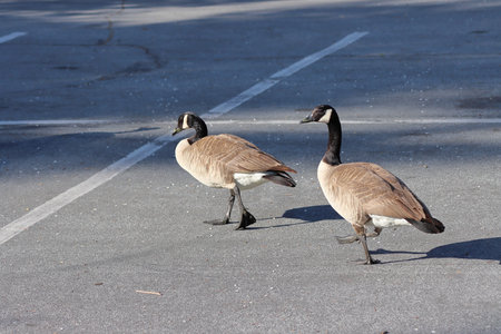 Two Canada Geese walking on the road in a sunny day.の写真素材