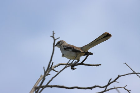 Northern Shrike, Lanius minutus, single bird on branch, Uganda