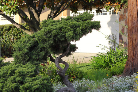 Bonsai tree in a garden on a background of green plants