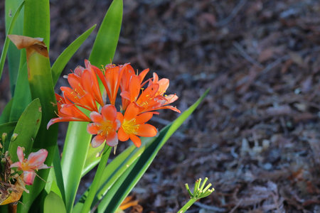 Orange flower in the garden with shallow dred flowers in the garden in early summer.beautiful...