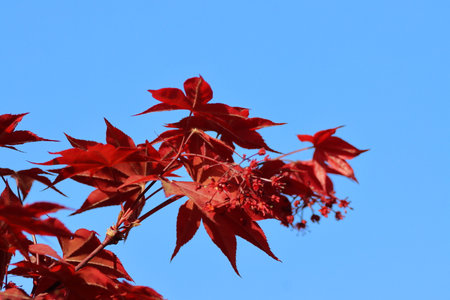 Red maple leaves against blue sky, close-up. Autumn background