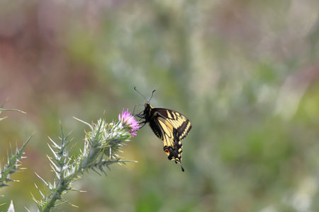 Swallowtail butterfly on a thistle flower (Papilio machaon)の写真素材