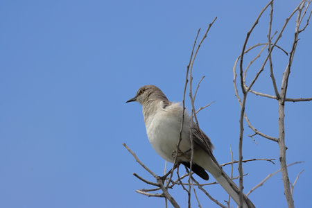Oriental Mockingbird (Mockingbird) perched on a branch