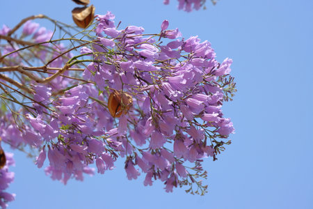 Jacaranda tree blossom with blue sky, closeup of photo
