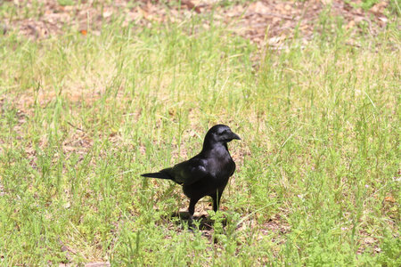 Black crow walking on the grass in the park. (Corvus corax)