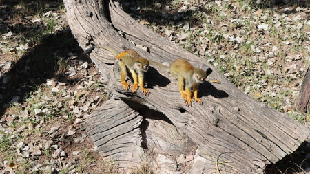 Squirrel monkey (Saimiri sciureus) in the parkの写真素材