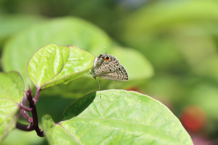 butterfly on a leaf in the nature or in the garden