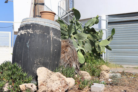 Prickly pear cactus and old barrel in the garden.