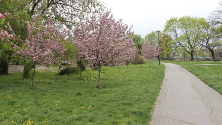 Spring in the city park. Trees with pink flowers and green grass.Krakov.