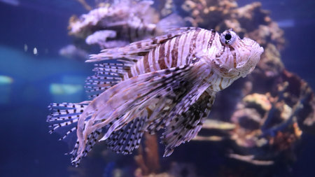 Close up of a lionfish swimming in the water. Aquarium