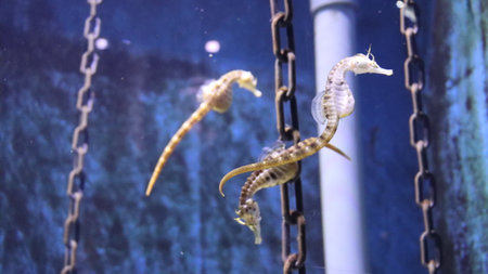 Seahorse swimming in the aquarium. Sea life. Marine life.の写真素材