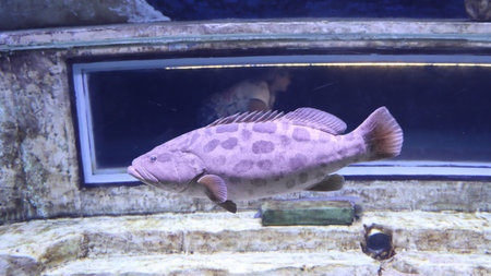 Grouper fish swimming in aquarium, close-up view.