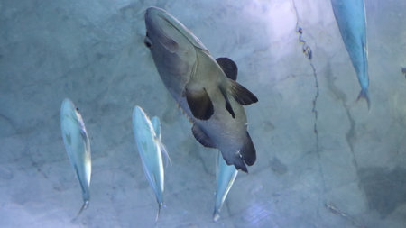 Fish swimming in the water of a large aquarium, close-up