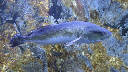 Fish in the Red Sea. Egypt. Shallow depth of field.