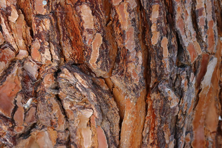 Bark of pine tree as a background. Close-up.