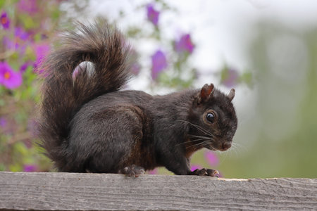 Squirrel sitting on a fence with purple flowers in the background.