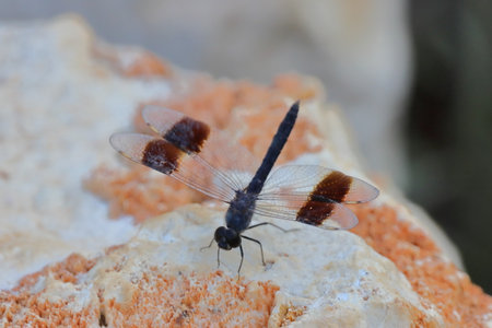 Dragonfly on the rock in the forest, closeup of photoの写真素材