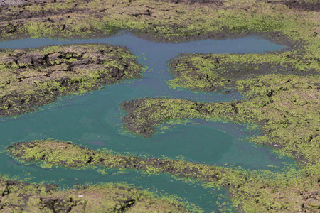 green algae and blue water in the swamp. Landscape.