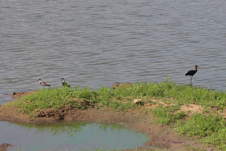 Black-necked stork (Plegadis falcinellus)