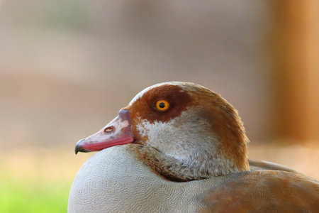 Egyptian Goose (Alopochen aegyptiacus) Israel.