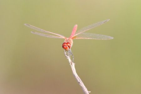 Dragonfly perched on a twig in the wild, closeup of photo