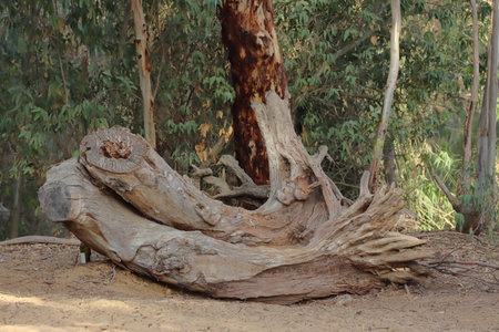 Dry tree in the forest, closeup of nature photo.の写真素材