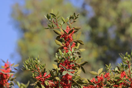 Red berries of rowan (Rhus typhina) on a branchの写真素材