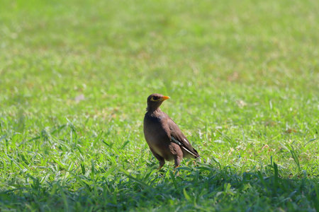 Common Myna (Acridotheres tristis) on grassの写真素材