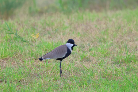Northern Lapwing, Vanellus vanellus, single bird on grass,