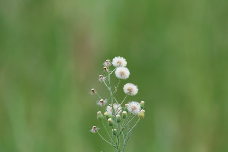 Closeup of small white flowers on blurred green background, shallow depth of field