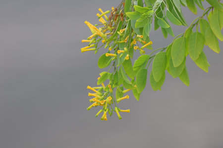 Yellow flower and green leaves on the tree in the garden, Thailand.