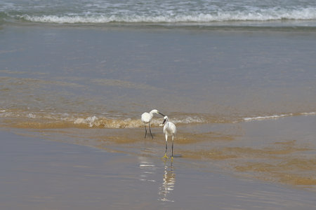 Little egret, Egretta garzetta, single bird on beach, South Africa