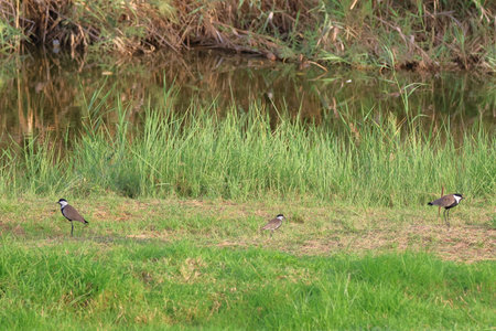 Red-wattled Lapwing (Vanellus vanellus)