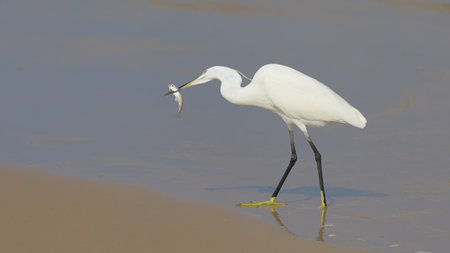 Little egret (Egretta garzetta) fishing on the beach