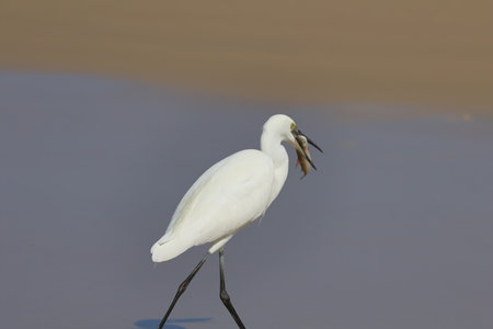 Little egret, Egretta garzetta, single bird on water, Brazil