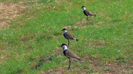 Northern Lapwing Vanellus vanellus in the field
