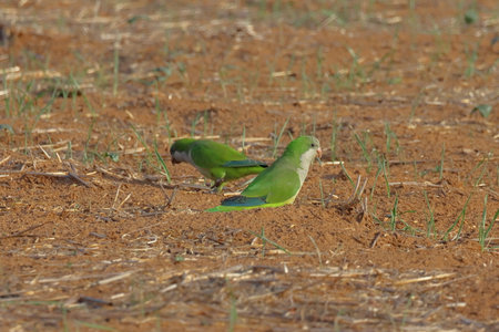 green parrots in a field in the morning sun, South Africa