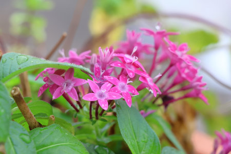 pink ixora flower blooming in the garden, stock photo
