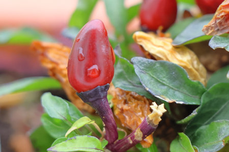 Red hot chili peppers with green leaves and water drops on them.
