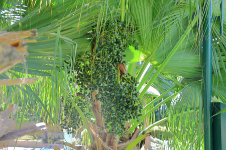 Green dates growing on palm tree in the garden, closeup of photoの写真素材