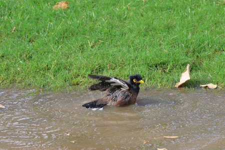 An Indian Myna taking a bath in a puddle of waterの写真素材