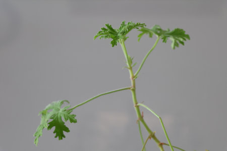 Celery seedlings on a white background, close-upの写真素材