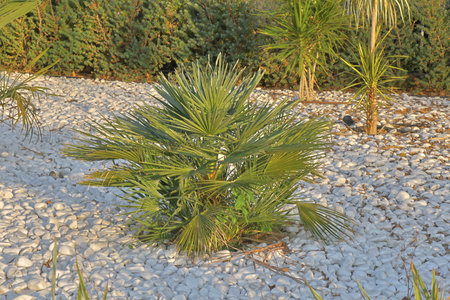 Palm tree in the garden on the white pebbles.の写真素材