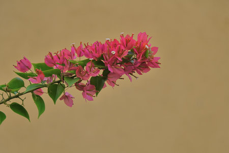 Bougainvillea flowers on a brown backgroundの写真素材