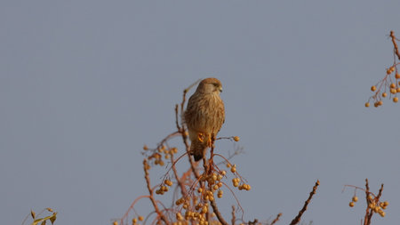 Female Common Kestrel (Falco tinnunculus)