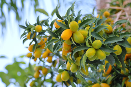 Kumquat tree with ripe fruits, closeup of photo